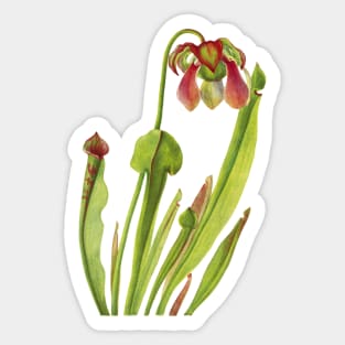 Catesby Pitcherplant - Sarracenia catesaei - Walcott - Botanical Illustration Sticker